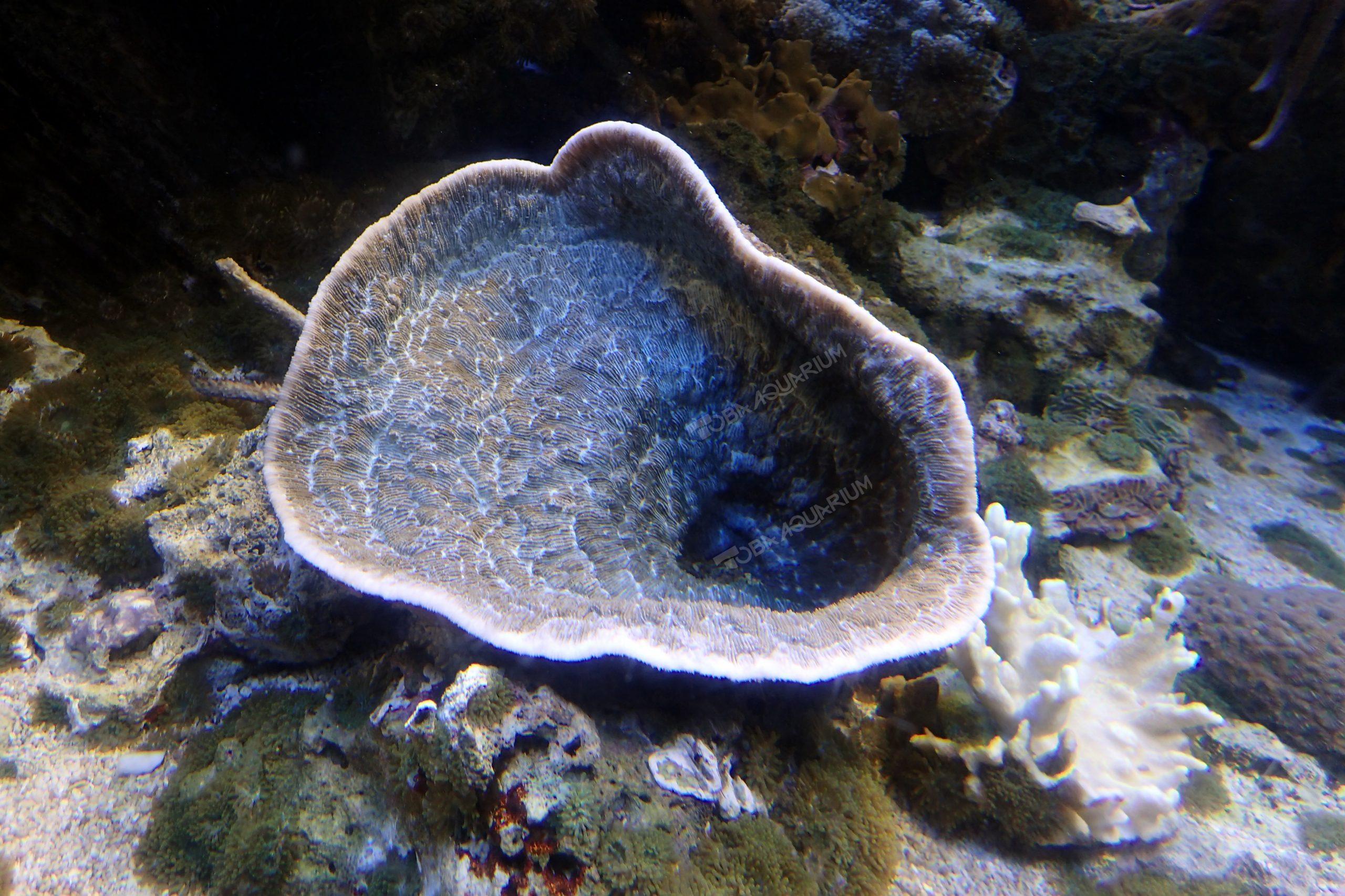 ヤエヤマカワラサンゴ - 生きもの図鑑 鳥羽水族館
